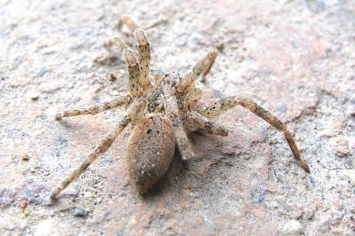 <i>Zoropsis spinimana</i>