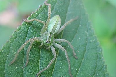 <i>Micrommata ligurina</i>