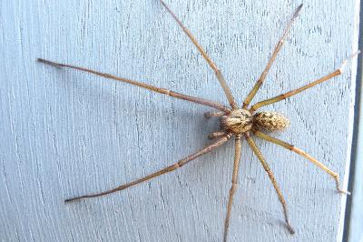 <i>Eratigena</i>