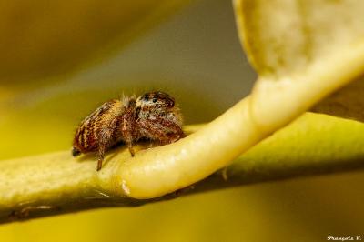 <i>Carrhotus xanthogramma</i>