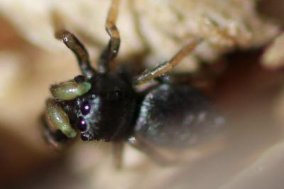 <i>Heliophanus</i>