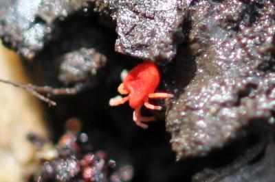 <i>Trombidium</i>