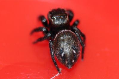 <i>Dendryphantes</i>