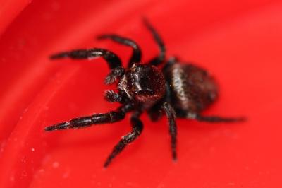 <i>Dendryphantes</i>