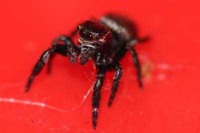 <i>Dendryphantes</i>