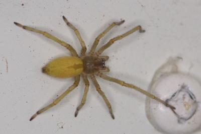 <i>Cheiracanthium</i>