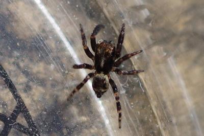 <i>Pseudeuophrys erratica</i>