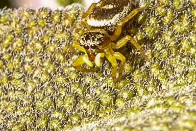 <i>Heliophanus tribulosus</i>