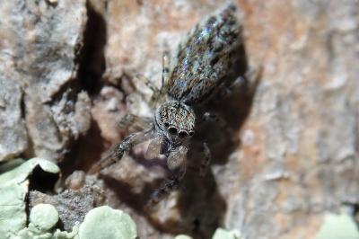 <i>Marpissa muscosa</i>