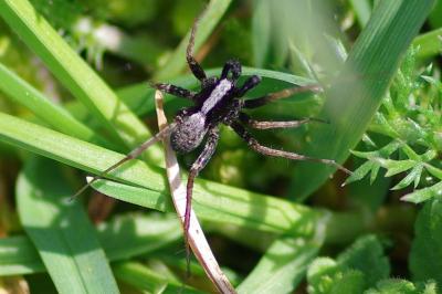 <i>Pardosa</i>