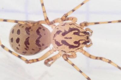<i>Scytodes thoracica</i>
