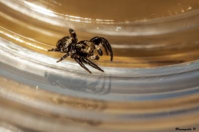 <i>Pseudeuophrys erratica</i>