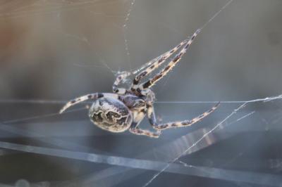 <i>Larinioides sclopetarius</i>
