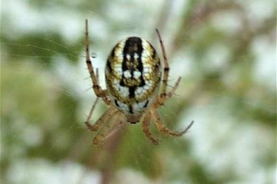 <i>Mangora acalypha</i>