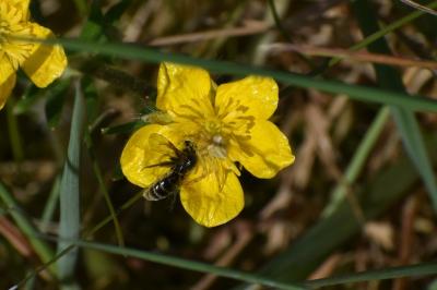 <i>Thomisus onustus</i>