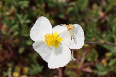 <i>Thomisus onustus</i>