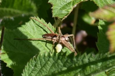 <i>Pisaura mirabilis</i>