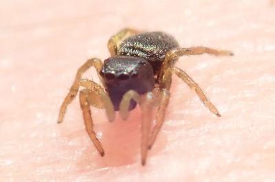 <i>Heliophanus dubius</i>