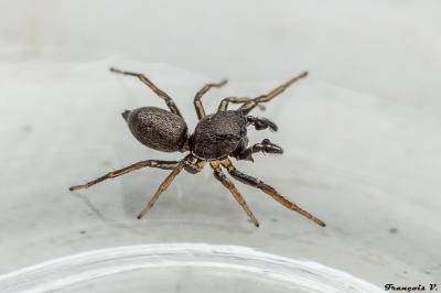 <i>Heliophanus cupreus</i>