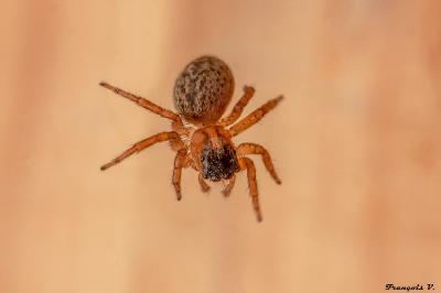 <i>Saitis barbipes</i>