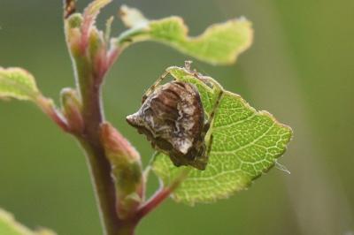 <i>Gibbaranea bituberculata</i>