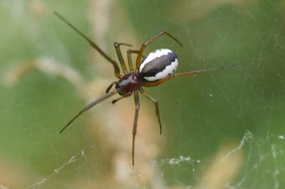 <i>Frontinellina frutetorum</i>