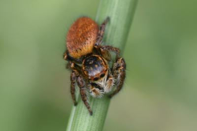 <i>Carrhotus xanthogramma</i>