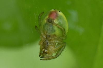 <i>Araniella</i>