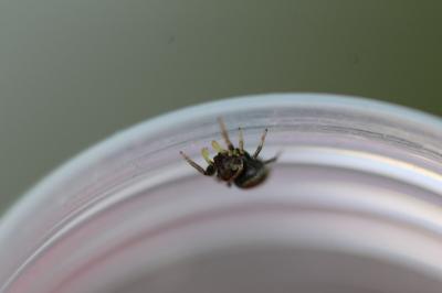 <i>Heliophanus</i>