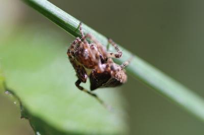 <i>Gibbaranea bituberculata</i>