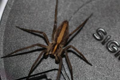 <i>Pisaura mirabilis</i>