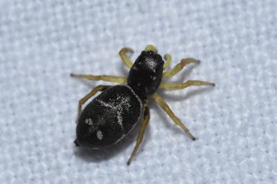 <i>Heliophanus</i>