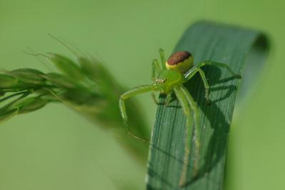 <i>Diaea dorsata</i>