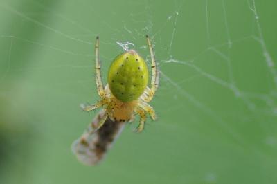 <i>Araniella cucurbitina</i>