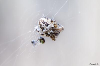 <i>Larinioides cornutus</i>