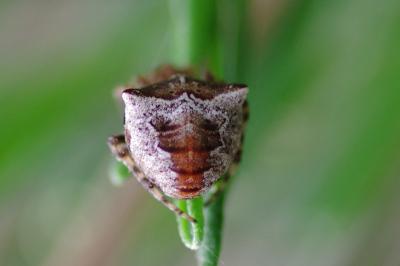 <i>Gibbaranea bituberculata</i>