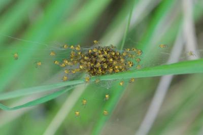 <i>Araneus diadematus</i>