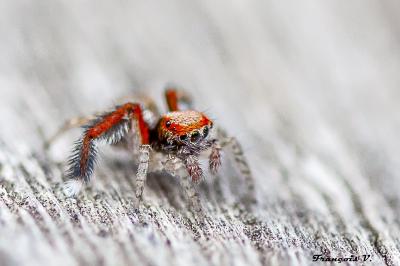 <i>Saitis barbipes</i>