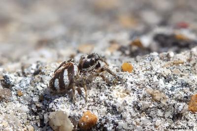<i>Salticus scenicus</i>