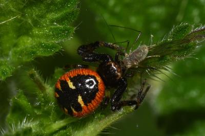 <i>Synema globosum</i>