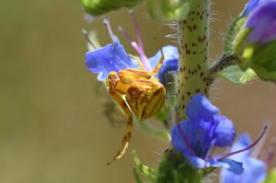<i>Thomisus onustus</i>