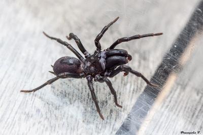 <i>Atypus</i>