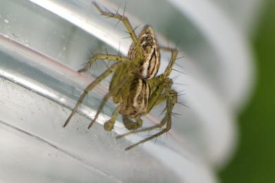 <i>Oxyopes</i>