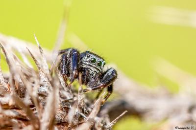 <i>Evarcha arcuata</i>