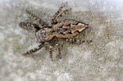 <i>Marpissa muscosa</i>