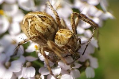 <i>Oxyopes</i>