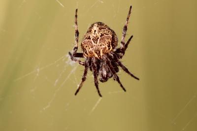<i>Agalenatea redii</i>