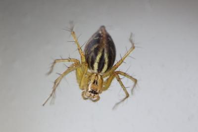 <i>Oxyopes</i>