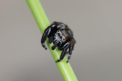 <i>Evarcha arcuata</i>