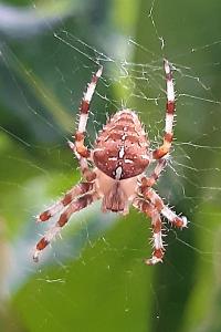 <i>Araneus diadematus</i>
